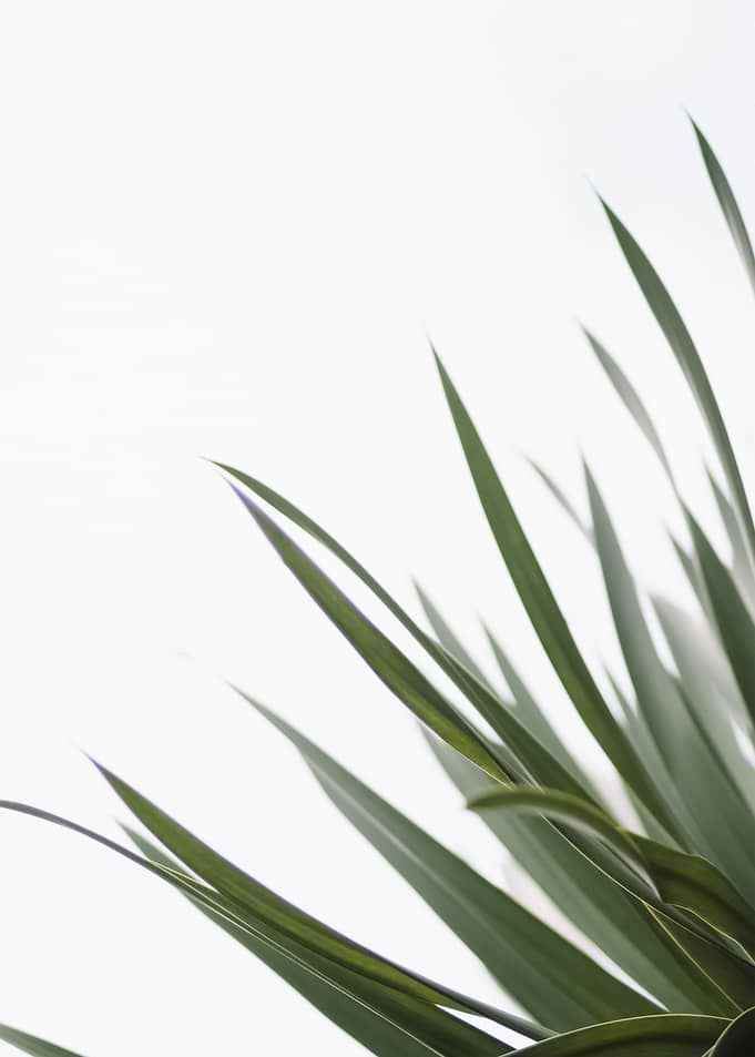 Palm Trees 54