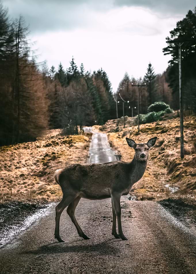Forest 83
