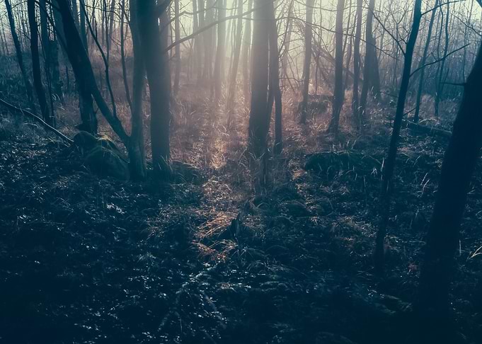 Forest 82