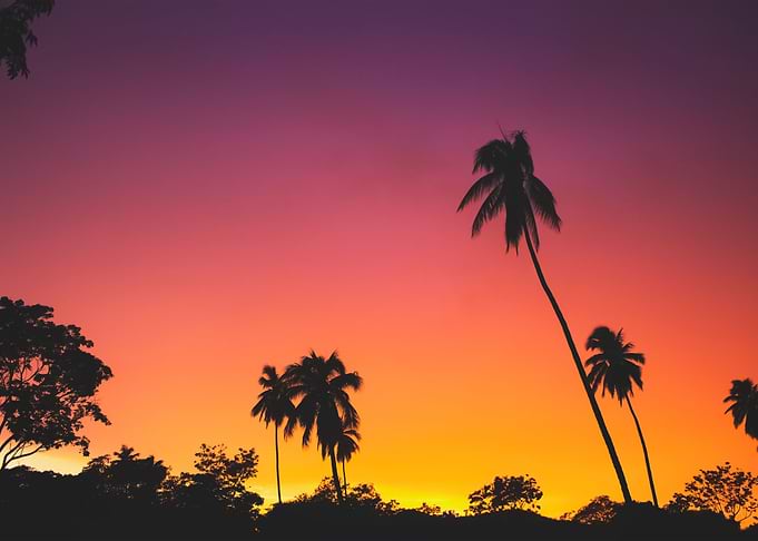 Palm Trees 16