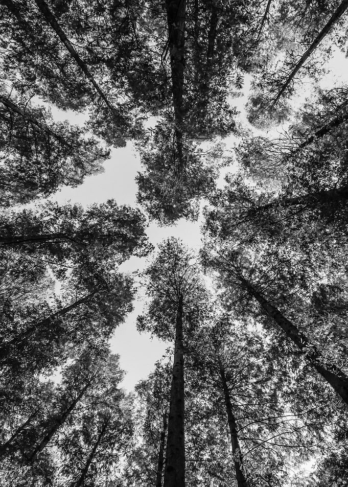Forest 54