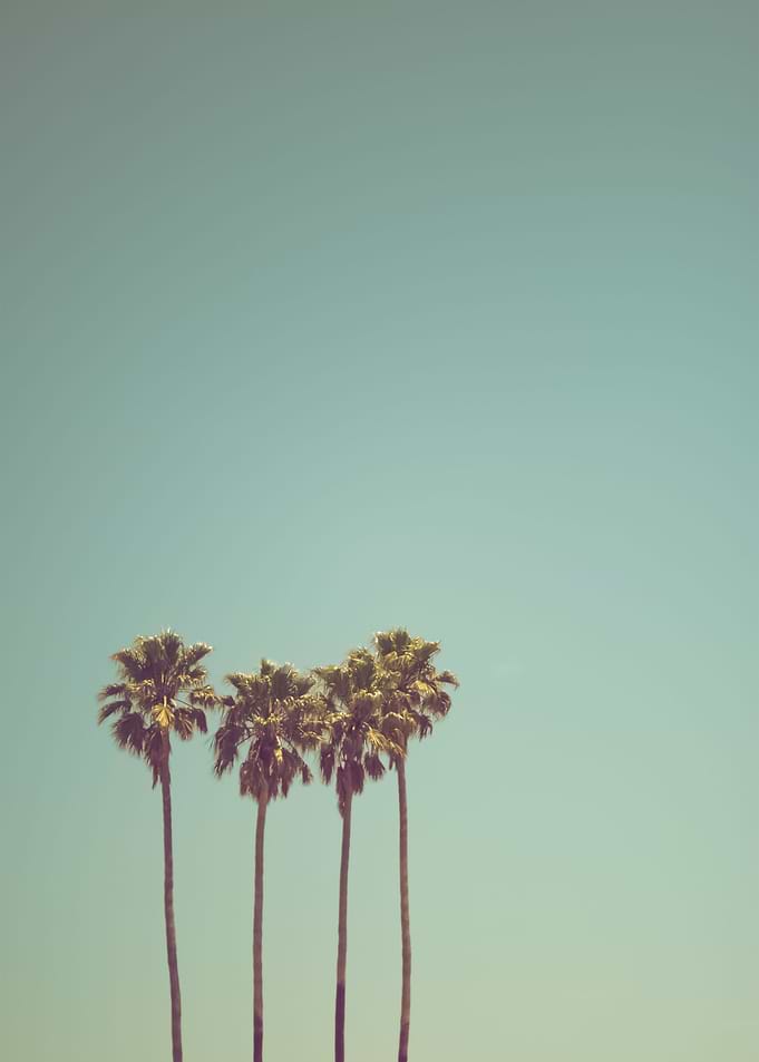 Palm Trees 41