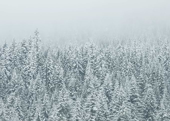 Forest 118