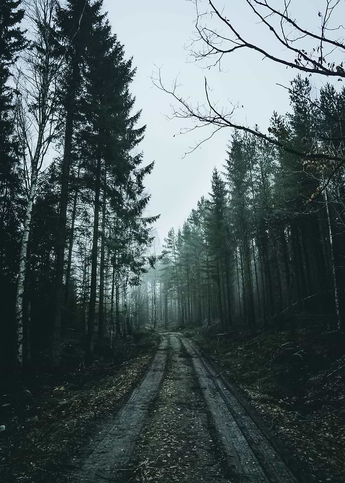Forest 51