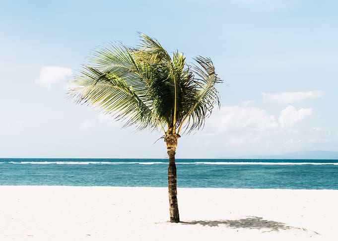 Palm Trees 58