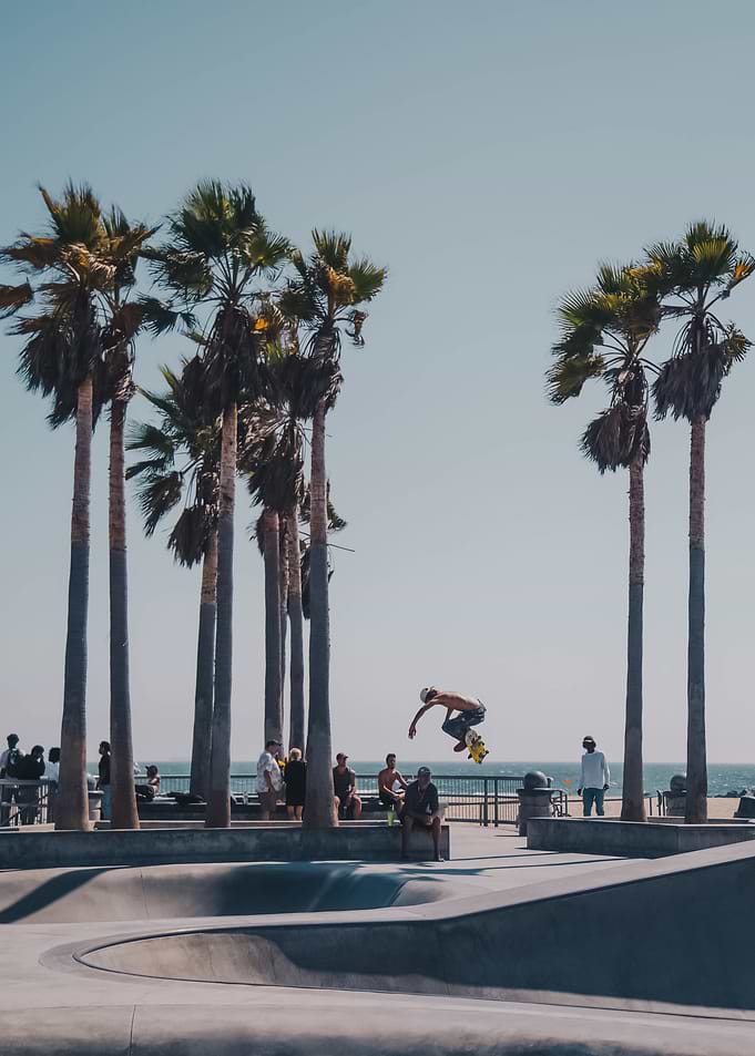 Palm Trees 63