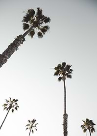 Palm Trees 14