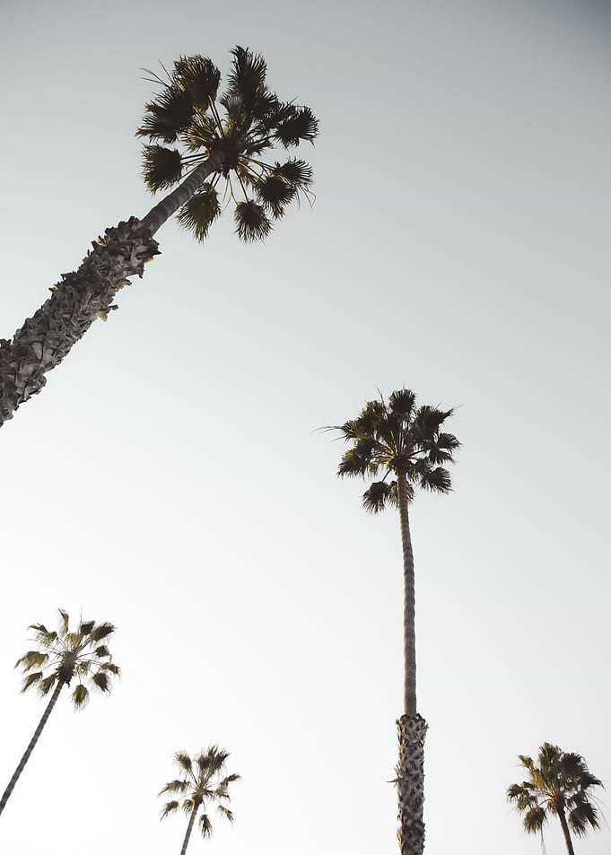 Palm Trees 14