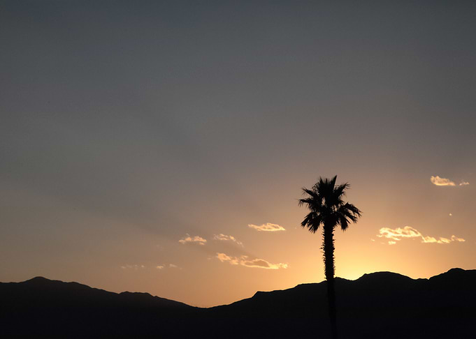 Palm Trees 48