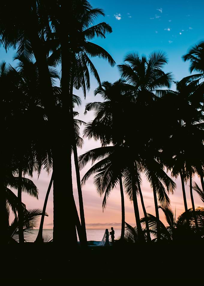 Palm Trees 28