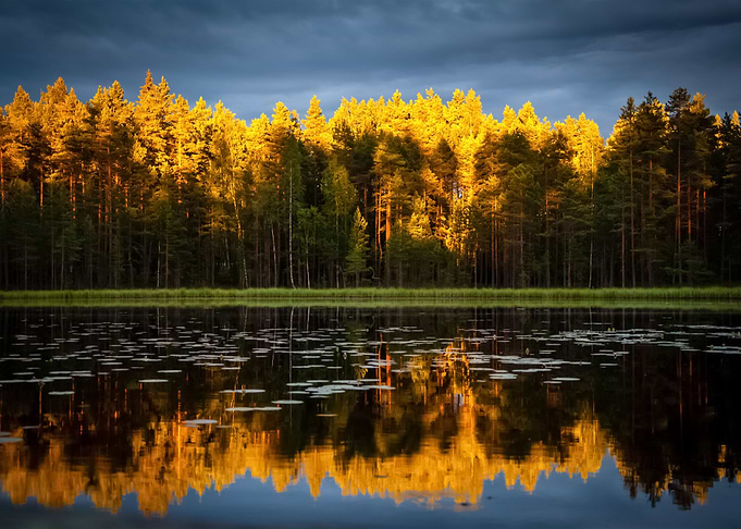 Forest 119
