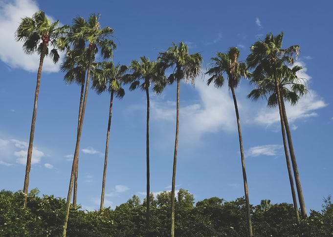 Palm Trees 7