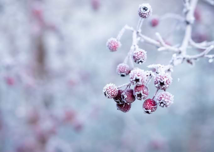 Snow 40