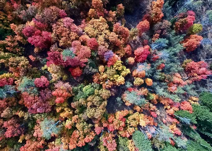 Forest 27