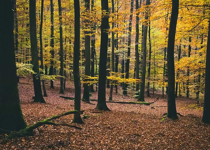 Forest 126