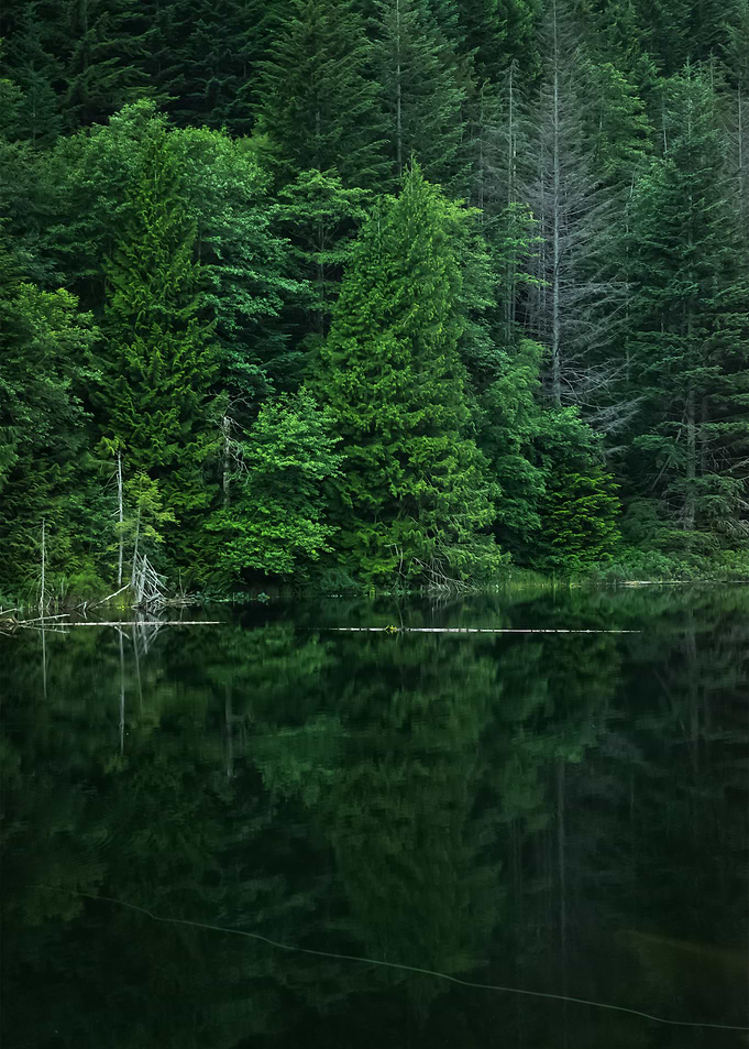 Forest 34