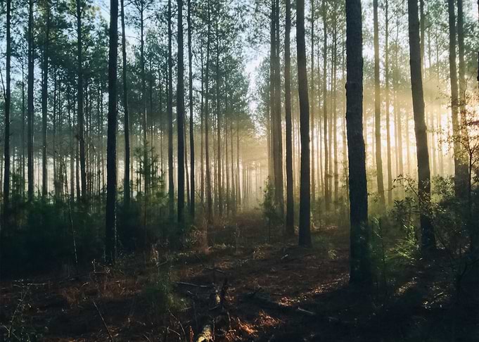 Forest 79