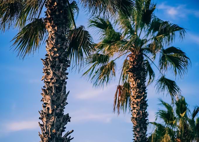 Palm Trees 3