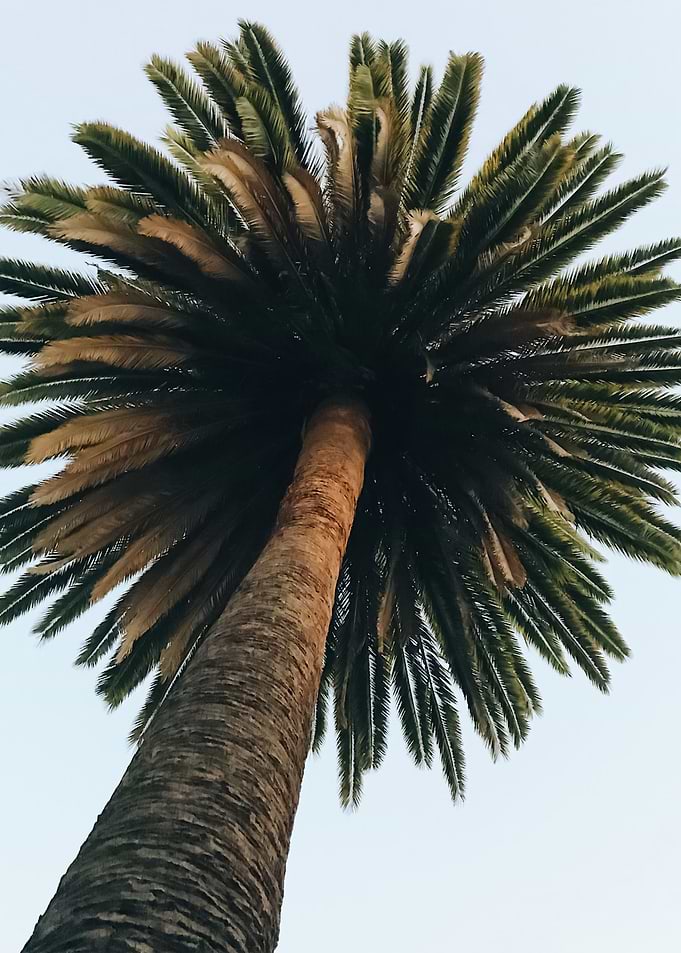 Palm Trees 57