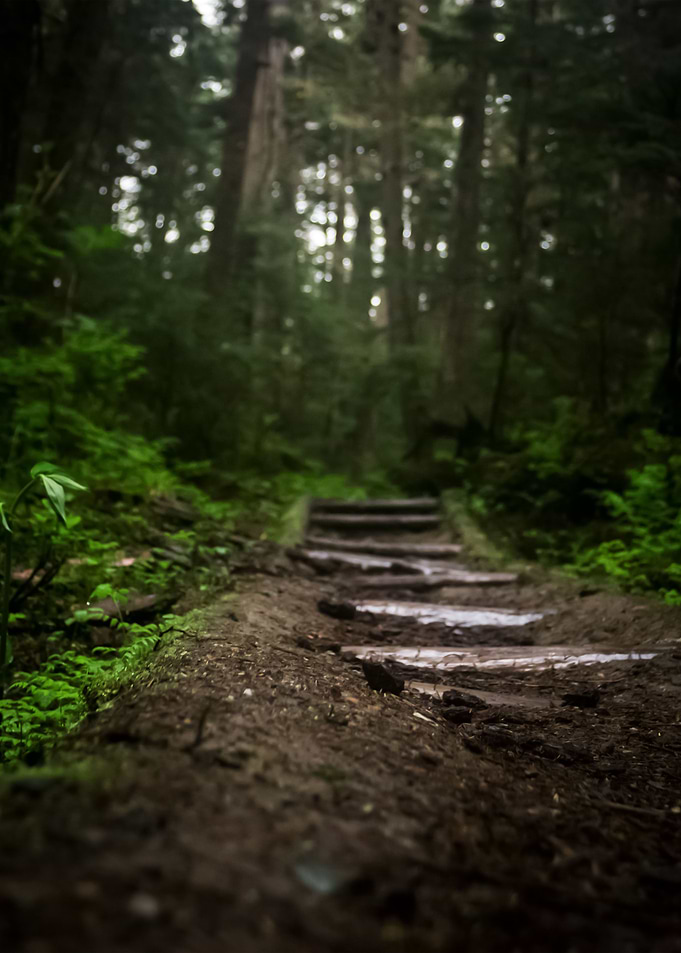 Forest 67