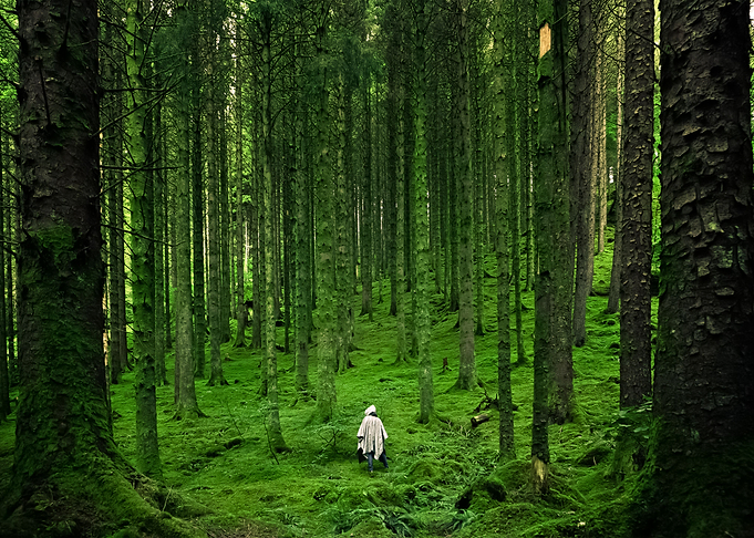 Forest 80
