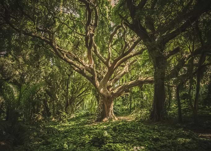 Forest 108