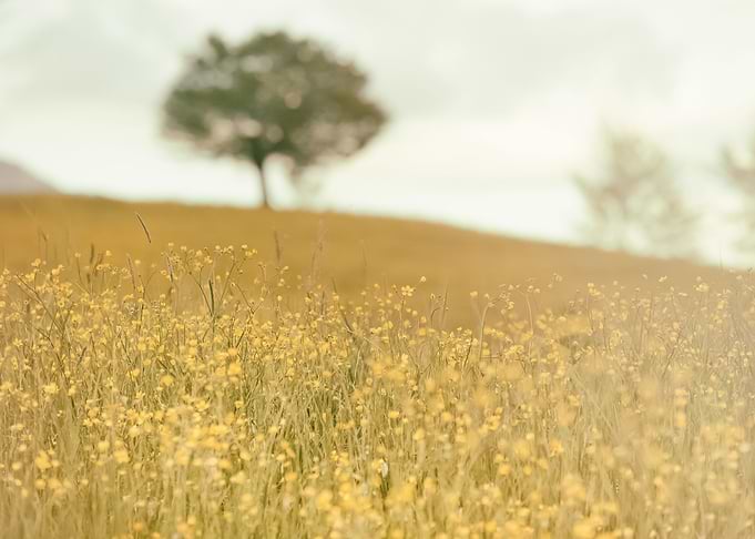 Landscape 44