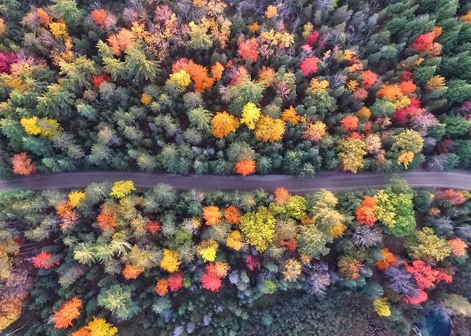 Forest 102