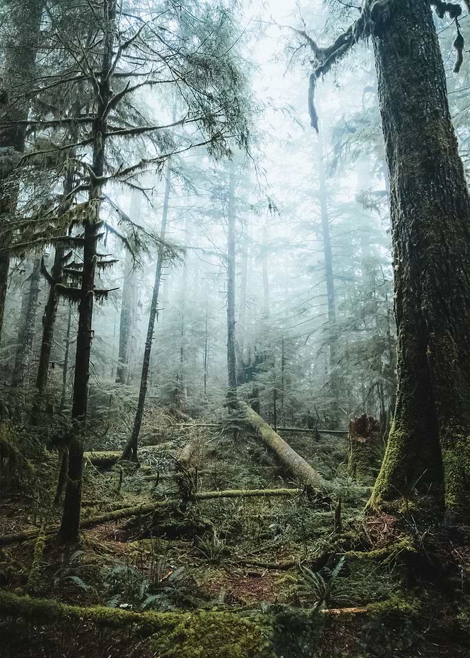 Forest 24