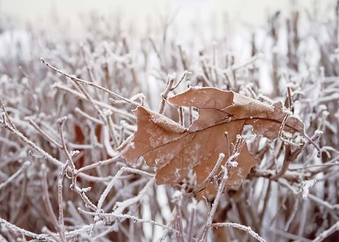 Snow 157