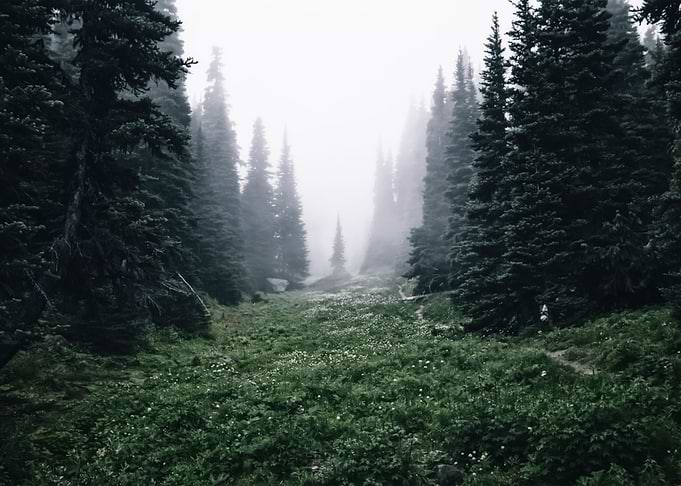Forest 22