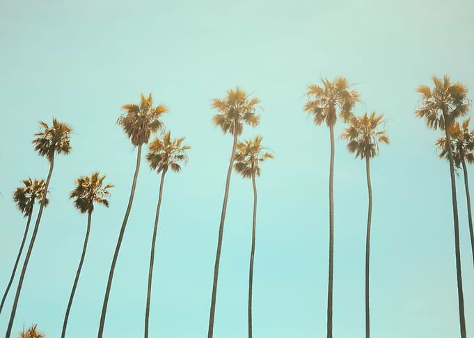 Palm Trees 5