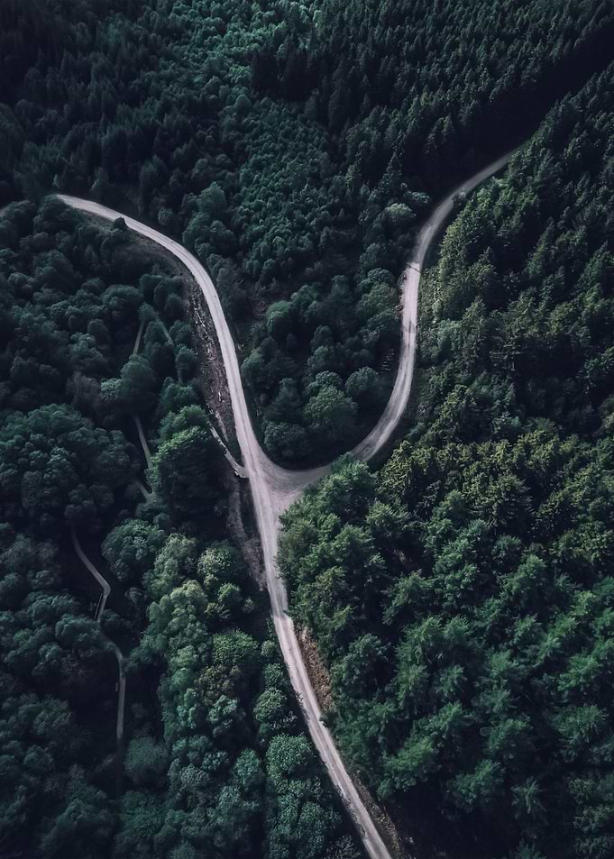 Forest 46
