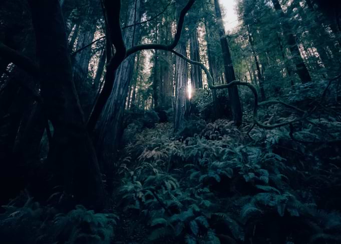 Forest 95