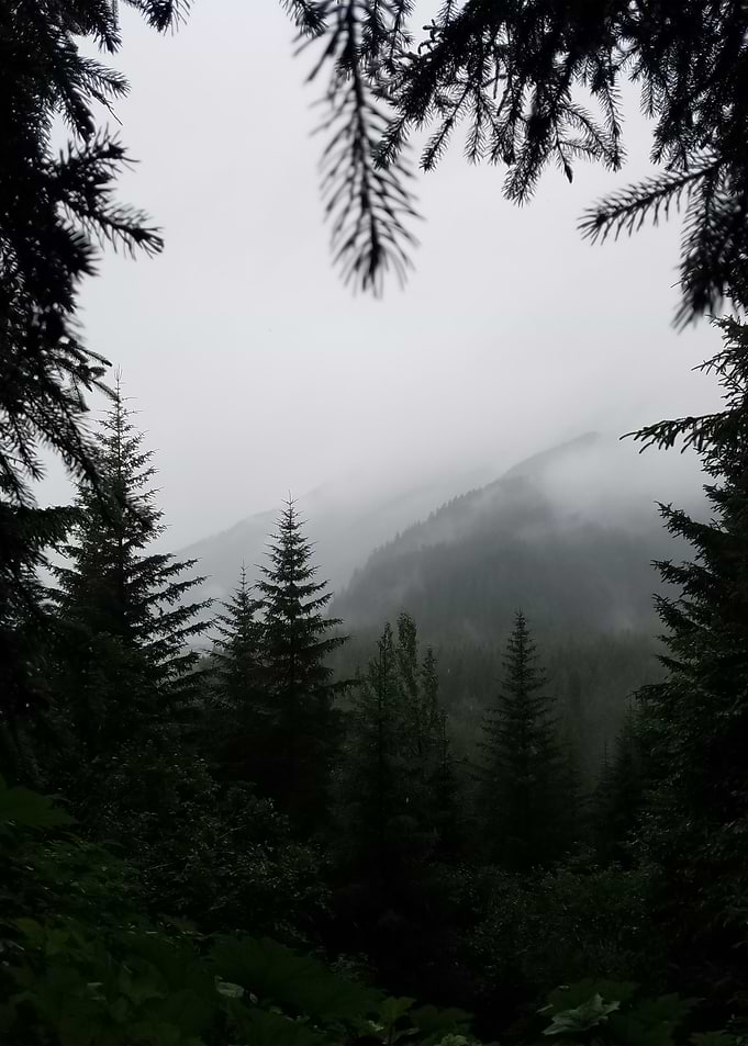 Forest 45
