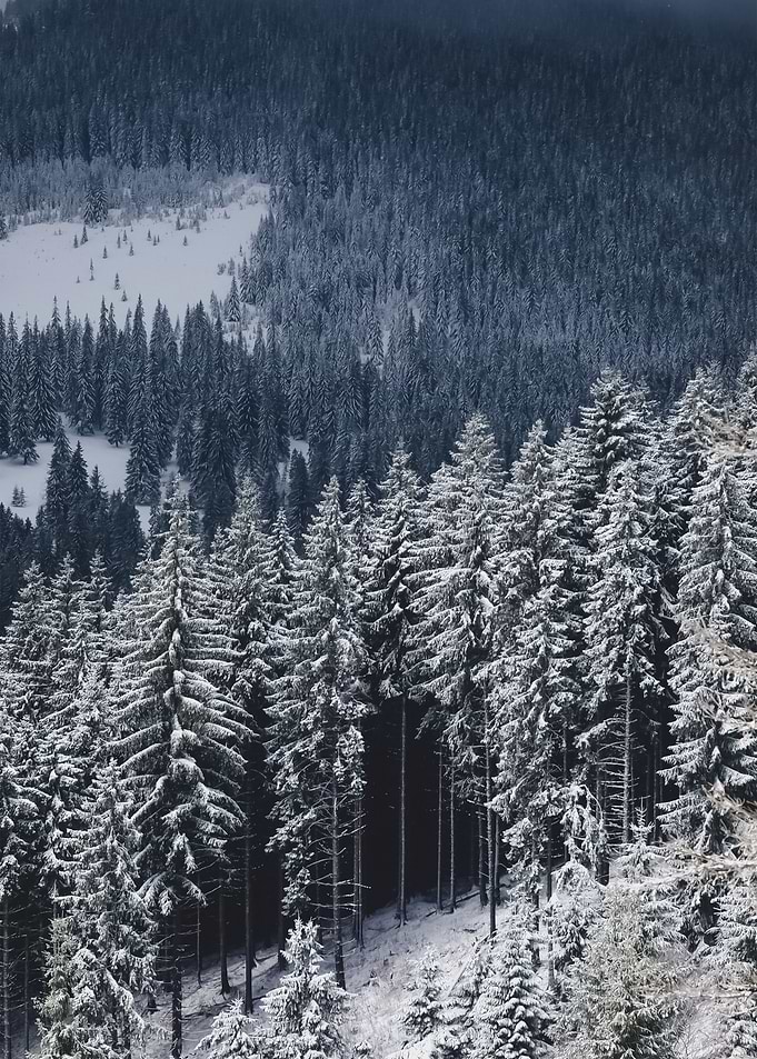 Forest 73