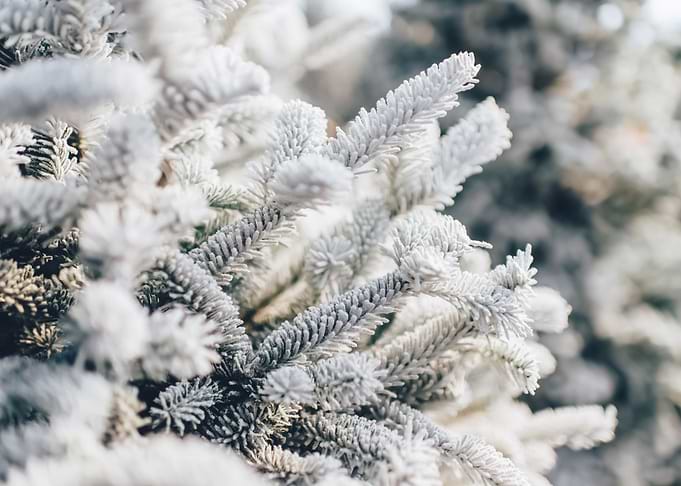Snow 72