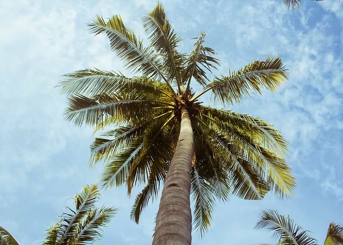 Palm Trees 27
