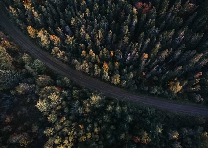 Forest 113