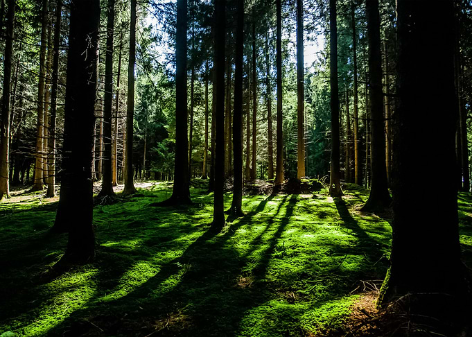 Forest 124