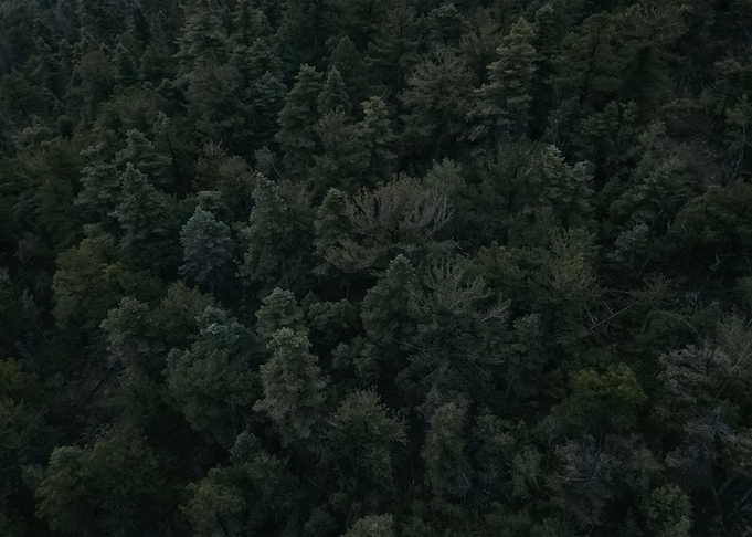 Forest 69