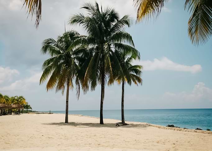 Palm Trees 8