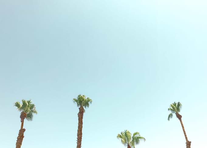 Palm Trees 45