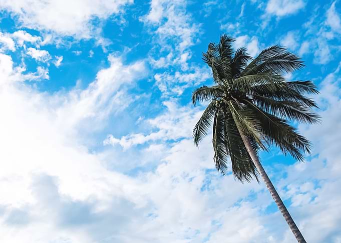 Palm Trees 73