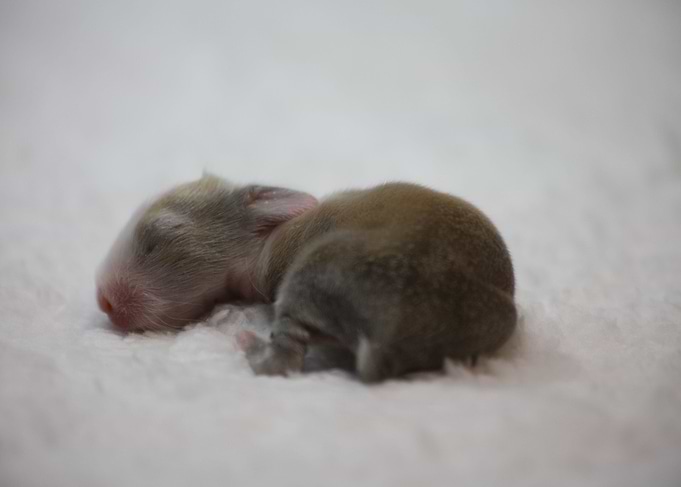 Baby Bunny