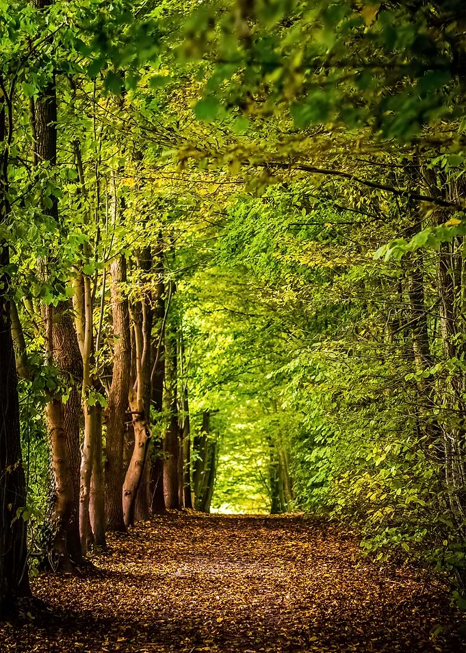 Forest 44