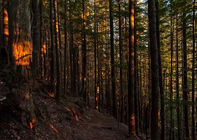 Forest 56