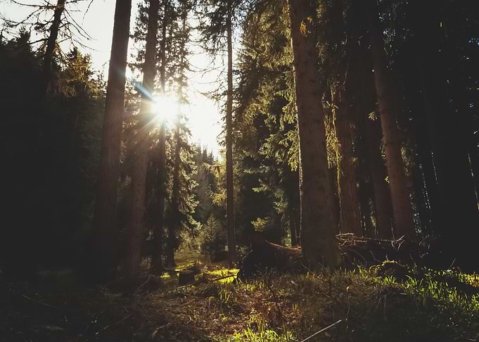 Forest 100