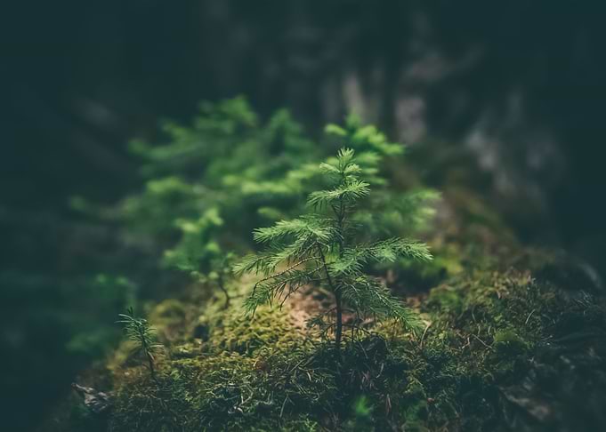 Forest 103