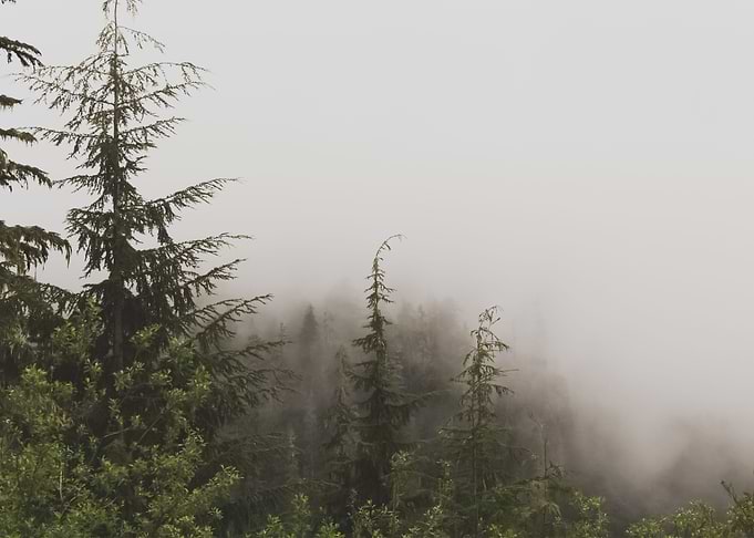 Forest 117